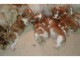 cavalier king charle a donner