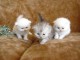 superbes chatons Persan 
