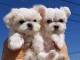 Donner chiot bichon maltais male et femelle non lof