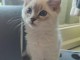 3 petites chatons Ragdoll Loof encore disponibles à l’adoption