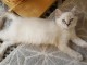 Ceder chatons Ragdoll  