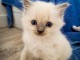 Ceder chatons Ragdoll