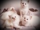 Ceder chatons Ragdoll