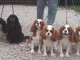 Petites Annonces Chiots Cavalier King Charles A DONNER