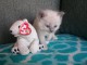 Superbe chaton Ragdoll disponible de suite 