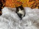 Magnifique chaton ragdoll LOOF