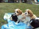 CHOTS CAVALIER KING CHARLES DISPONIBLES POUR NOËL