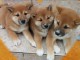 Chiots shiba inu lof pour bonne maman