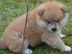 Donne chiot type Akita Inu