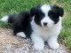 Donne chiot type Border Collie