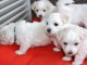 Donne chiot type Coton de Tulear