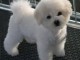 Donne chiot type Bichon frise