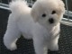 Donne chiot type Bichon frise