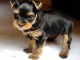 Donne chiot type chiot Yorkshire Terrier 