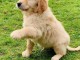 Donne chiot type chiot golden retriever