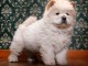 Donne chiot type Chow chow 
