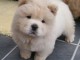 adorables chow chow a donner