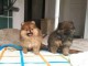 chiots spitz nain a donner