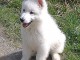 berger blanc suisse a donner