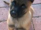 bebe berger malinois a donner