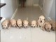 golden retriever a donner