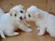 adorables chiots westie a donner