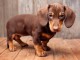 adorable chiots teckel a donner