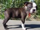 Chiots type Boston terrier