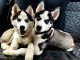 Chiots Siberian Husky(frère et sœur) ils ont 3 mois