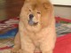 adorables chow chow a donner