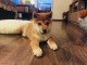 chiots shiba inu a donner