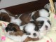 chiot shih tzu a donner