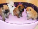 chiots spitz a donner