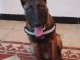 bebe berger malinois a donner