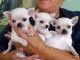 chiots chihuahua a donner