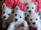 adorables  westie a donner