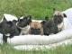 chiots type Bouledogue français 