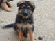 Donne chiot berger allemand femelle lof