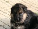 chiot berger allemand a donner