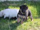 chiot berger allemand a donner