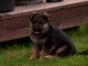 chiot berger allemand a donner