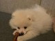 Adopté chiot spitz allemand femelle