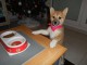 chiot shiba inu a donner