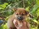 Chiots Shiba A donner contre bon soin