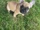 Chiot bouledogue français femelle age de 3 mois