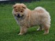 Je donne chiot chow chow femelle