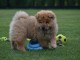 A donner magnifique chiot type chow chow femelle