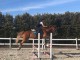 Donnes cheval hongre Quarter de 8 ans