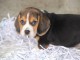 chiots beagle adorable