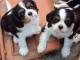 Petite annonce Chiots Cavalier King Charles